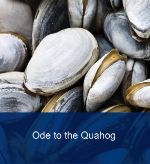 Ode to the Quahog